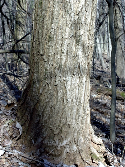 {Robinia pseudoacacia}